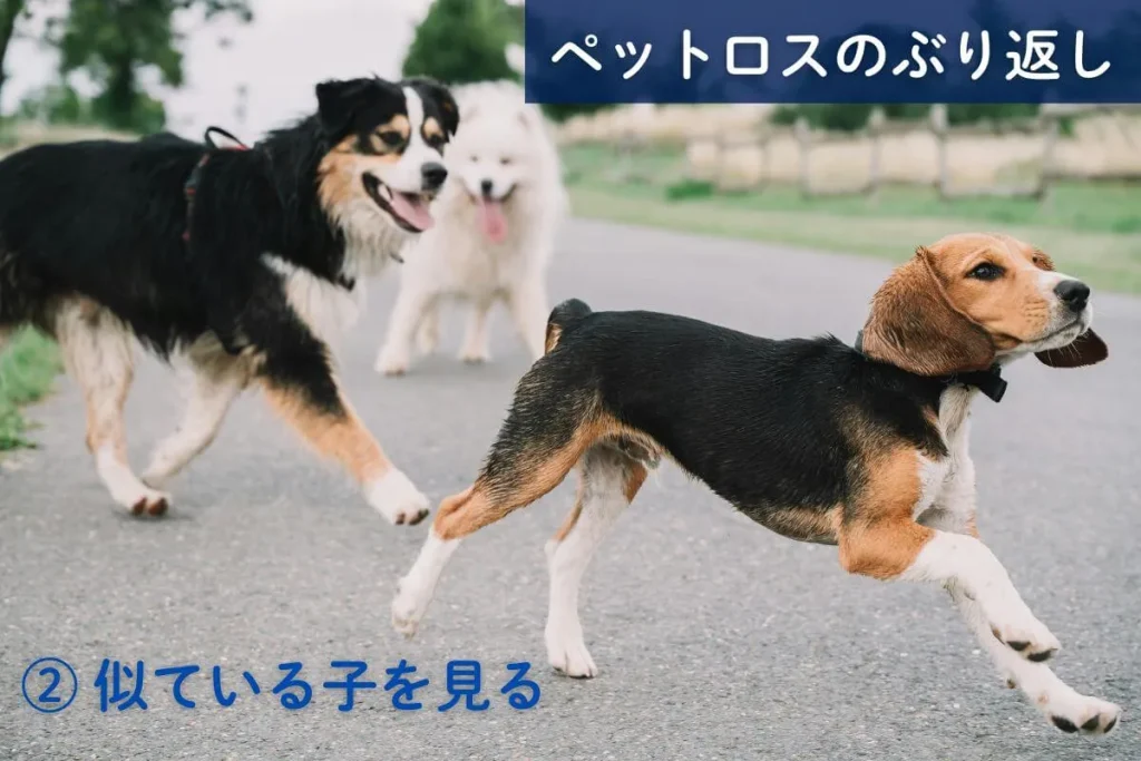 ペットロスのぶり返し②似ている子を見る