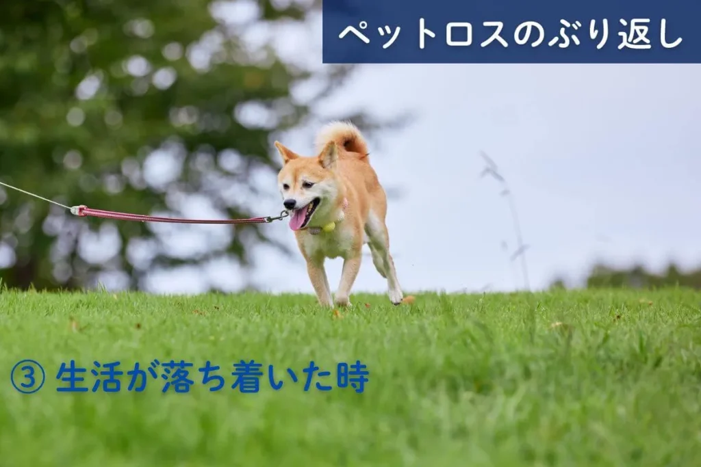 ペットロスのぶり返し③生活が落ち着いた時